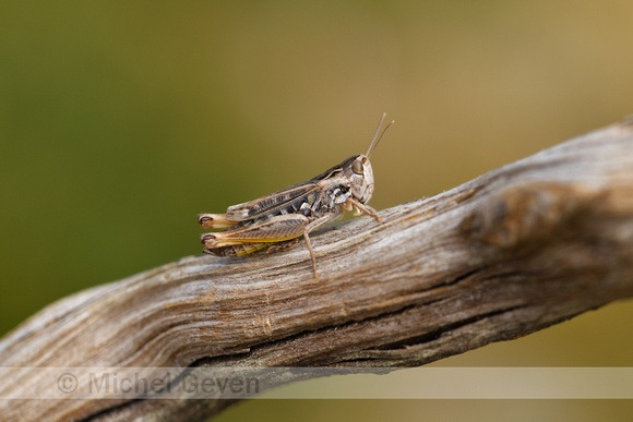 Brommer; Black-spotted Toothed Grasshopper; Stonbothrus nigromac