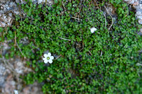 Arenaria balearica