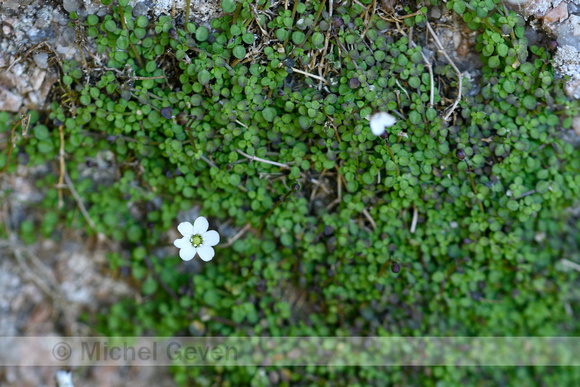 Arenaria balearica