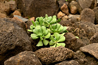 Aeonium arboreum