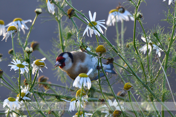 Putter; European Goldfinch; Carduelis carduelis