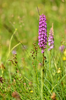 Dichte muggenorchis; Marsh Fragrant-orchid; Gymnadenia densiflor