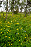 Europese Trollius; Globeflower; Trollius europaeus