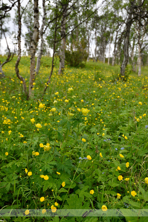 Europese Trollius; Globeflower; Trollius europaeus