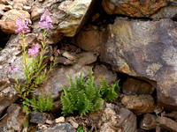 Dryopteris villarii