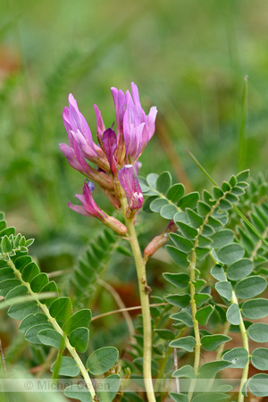 Astragalus onobrychis