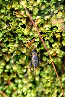 Boskrekel; Wood Cricket; Nemobius sylvestris