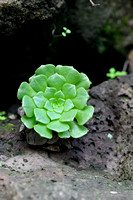 Aeonium gladulosum