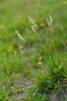 Smal fakkelgras; Crested hair-grass; Koeleria macranth