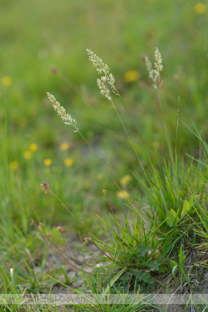 Smal fakkelgras; Crested hair-grass; Koeleria macranth