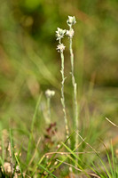 Akkerviltkruid; Field Cudweed; Filago arvensis