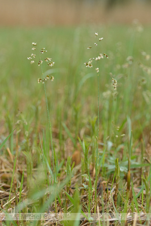 Veenreukgras; Holy Grass; Hierochlo‘ odorata