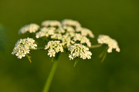 Hondspeterselie; Fool's parsley; Aethusa cynapium