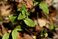 Legousia falcata