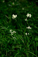 Sneeuwwitte veldbies; Snow white Wood rush; Luzula nivea