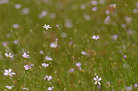 Gipskruid; Low baby's breath; Gypsophila muralis