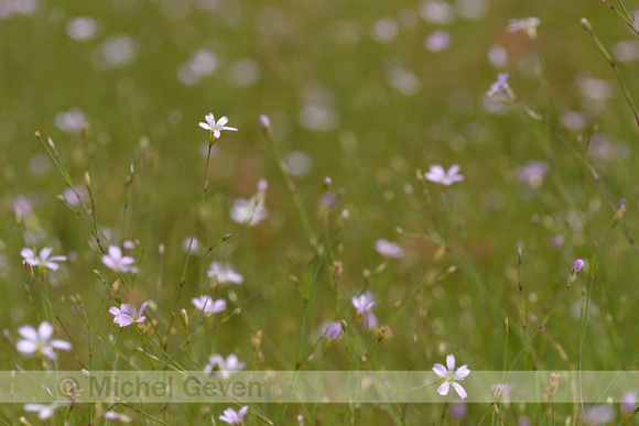 Gipskruid; Low baby's breath; Gypsophila muralis