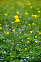 Europese Trollius; Globeflower; Trollius europaeus