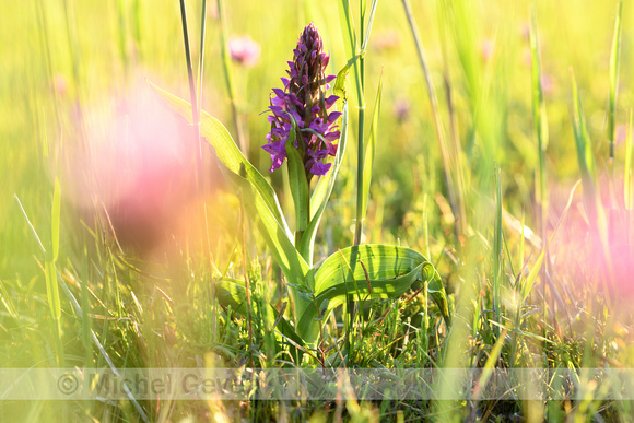 Brede orchis; Broad-leaved Marsh Orchid; Dactylorhiza majalis