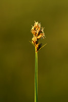 Valse voszegge; False Fox-sedge; Carex otrubae