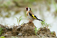 Putter; European Goldfinch; Carduelis carduelisCar