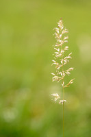 Breed fakkelgras - Crested hair-grass - Koeleria pyramidata