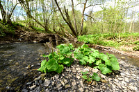 Groot hoefblad; Butterbur; Petasites hybridus