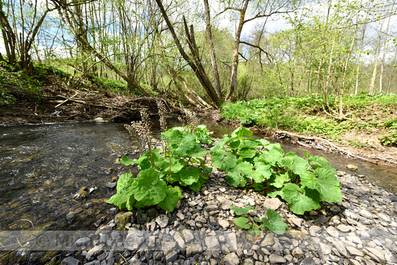 Groot hoefblad; Butterbur; Petasites hybridus