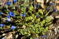 Gentiana schleicheri