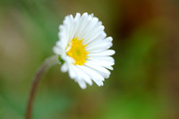 Alpenmadeliefje -  Daisy star - Aster Bellidiastrum