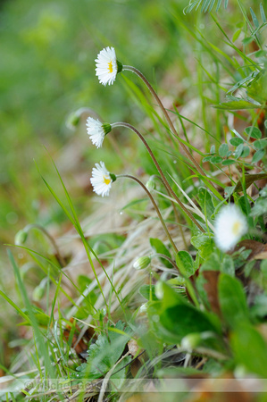 Alpenmadeliefje; Daisy star; Aster Bellidiastrum;