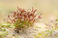 Dwerggras; Early sand-grass; Mibora minima;
