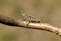 Ratelaar; Bow-winged Grasshopper; Chorthippus biguttulus