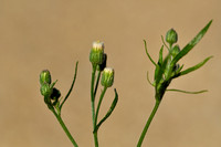 Gevlamde fijnstraal; Argentine Fleabane; Conyza bonariensis