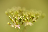 Dolle Kervel; Rough Chervil; Chaerophyllum temulum