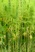 Hennep; Hemp; Cannabis sativa;