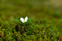 Kruipbraam - Cloudberry - Rubus chamaemorus