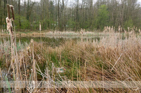 Grauwe Gans; Greylag Goose; Anser anser