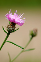 Knoopkruid - Brown knapweed - Centaurea jacea