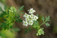 Hondspeterselie;Fool's parsley;Aethusa cynapium