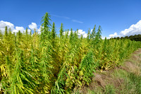 Hennep; Hemp; Cannabis sativa