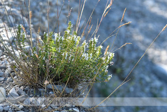 Winterbonenkruid; Winter Savory; Satureja montana