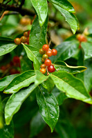 Langstelige olijfwilg; Japanese Berry; Elaeagnus multiflora