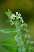 Bilzekruid; Black Henbane; Hyoscyamus niger