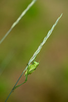 Veldkweek; Elymus campestris; subsp. campestris