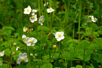 Grote bosaardbei; Musk Strawberry; Fragaria moschata