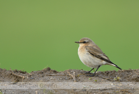 Tapuit; Common Wheatear; Oenanthe oenanthe