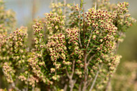 Bezemdophei; Green Heather; Erica scoparia