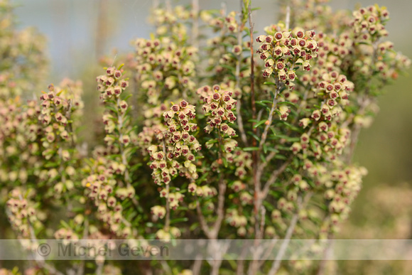 Bezemdophei; Green Heather; Erica scoparia