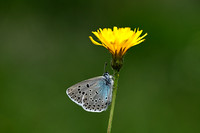 Tijmblauwtje - Large Blue - Phengaris arion